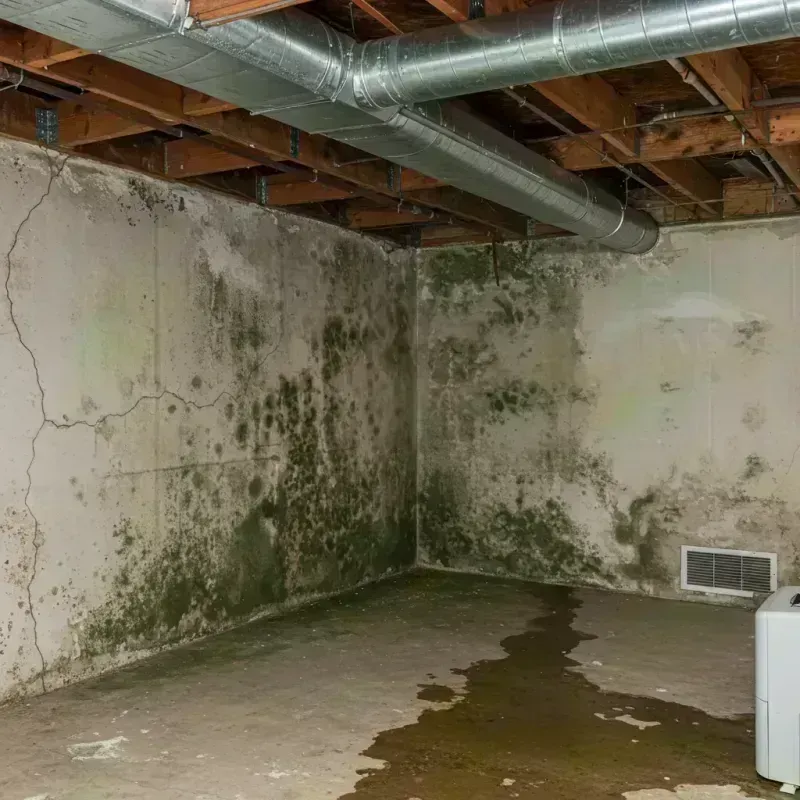 Professional Mold Removal in Havre de Grace, MD